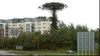 Public can now request a piece of Mahon's iconic Monkey Puzzle tree