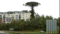 Calls for Cork 'landmark' tree to be kept local after it came crashing down during Storm Ellen