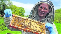 Dressmaker is now Cork’s queen bee