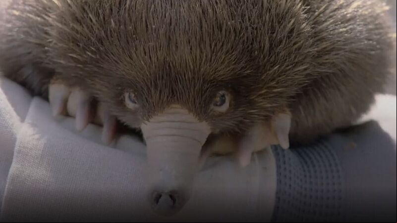 In Video: San Diego Zoo welcomes baby echidna In Video: San Diego Zoo welcomes baby echidna