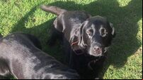 Dog owner raises rodent concerns after pet labrador is bitten on the nose by a rat