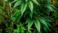 Drugs and cash seized by gardaí in two raids