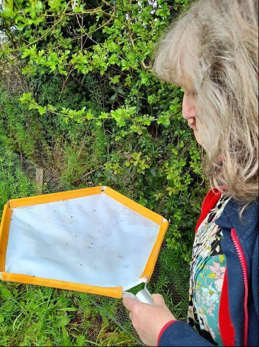 Gill Weyman is undertaking a PhD on ladybirds. Gill Weyman is undertaking a PhD on ladybirds.