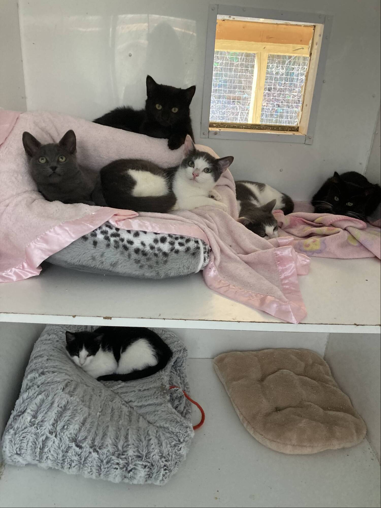 cat hotel