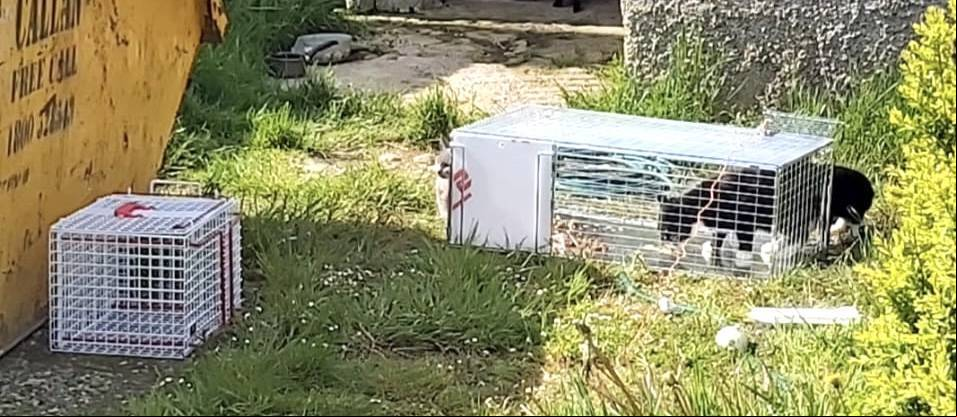 stray catch
