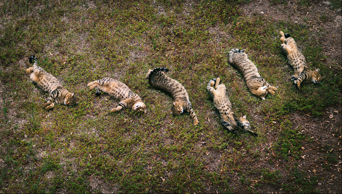 Laying cats