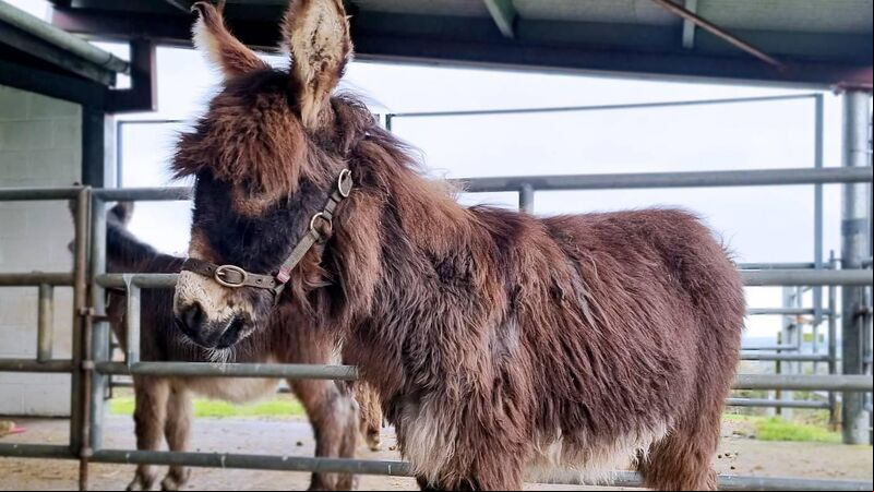 Donkey foal 'Valentine' rescued in Cork 'making friends' at sanctuary Donkey foal 'Valentine' rescued in Cork 'making friends' at sanctuary