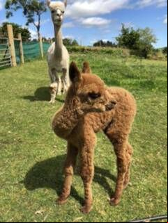 The farm does walking tours with tourists and visitors and the alpacas on their 15 acre farm, which is 50% native woodland. The farm does walking tours with tourists and visitors and the alpacas on their 15 acre farm, which is 50% native woodland.