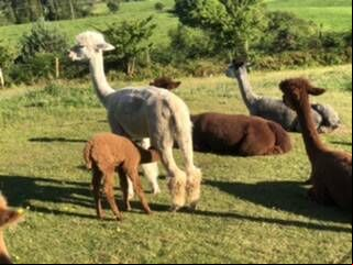 Speaking to The Echo, co-owner of the farm Emma Bird the farm now has 15 alpacas. Speaking to The Echo, co-owner of the farm Emma Bird the farm now has 15 alpacas.