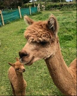 This is the first baby alpaca on the farm since 2019. This is the first baby alpaca on the farm since 2019.