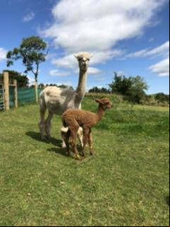 The brown baby alpaca was born on July 5 to its mom Grace, who has been on the farm for over 10 years. The brown baby alpaca was born on July 5 to its mom Grace, who has been on the farm for over 10 years.