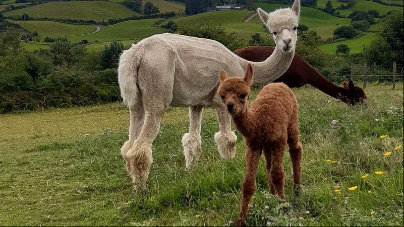 Pics: Baby alpaca born in West Cork Pics: Baby alpaca born in West Cork