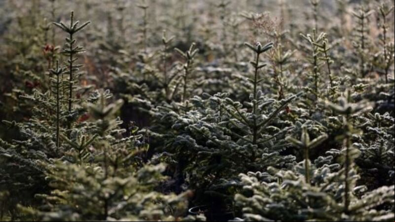 Inspector appointed to investigate affairs of Christmas tree company Inspector appointed to investigate affairs of Christmas tree company