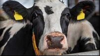 Methane emissions from national herd may be lower, says Teagasc