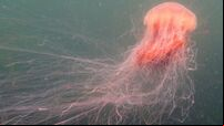 Dublin council warns swimmers over presence of dangerous jellyfish