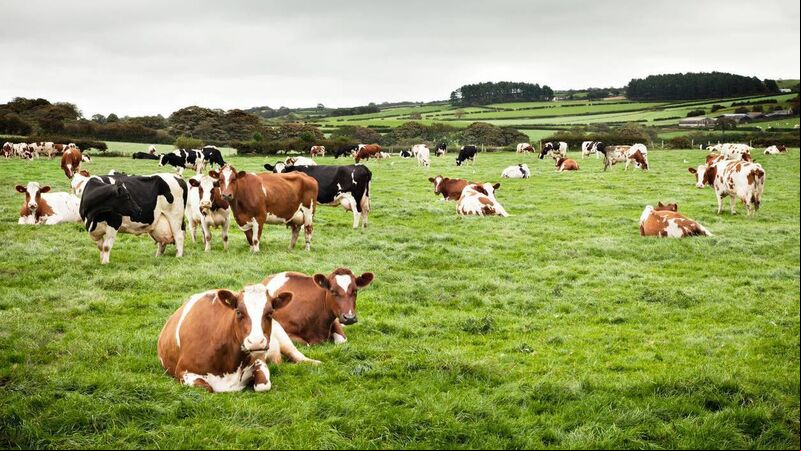 Farmers asked to reduce their emissions by 25% represents a 'bad day' says IFA Munster chairman Farmers asked to reduce their emissions by 25% represents a 'bad day' says IFA Munster chairman