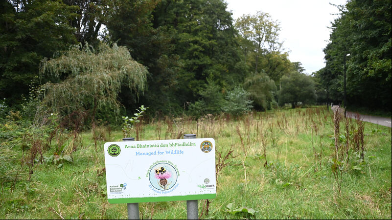 Call for clarity on bridge proposals over popular Cork woods