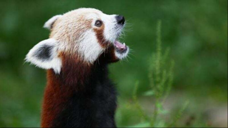 Dublin Zoo announces half price Christmas tickets Dublin Zoo announces half price Christmas tickets