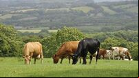 Irish beef exports to China resume after two-year suspension