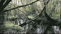 Explained: Controversial Coillte deal with British investment fund