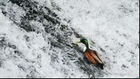 Ireland referred to EU court over ‘insufficient’ efforts on water quality laws