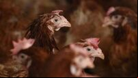 Salmonella outbreak confirmed at eight poultry farms in Ireland