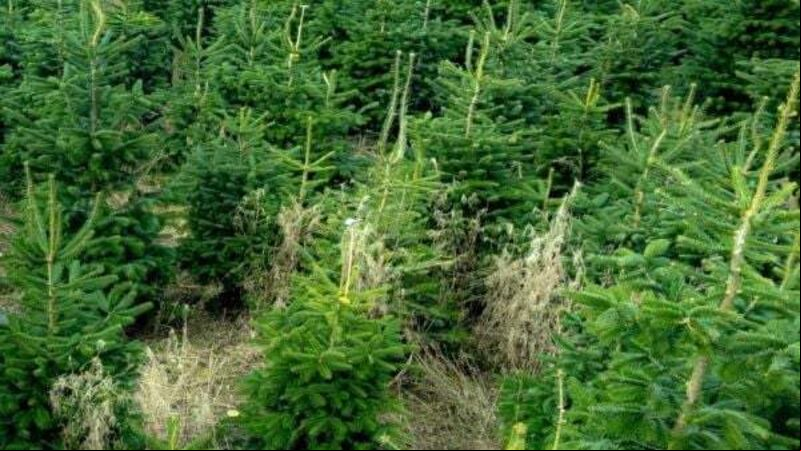 Google prepared to provide info to inspector of Christmas tree planting firm Google prepared to provide info to inspector of Christmas tree planting firm