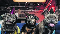 A Valentine’s event for your beloved dog in Cork city today