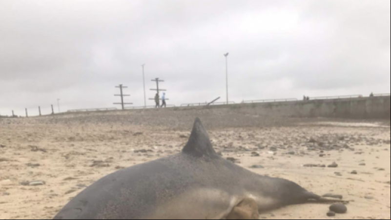 Dolphin and a pilot whale both washed up on separate beaches in Wexford Dolphin and a pilot whale both washed up on separate beaches in Wexford