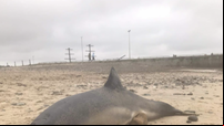 Dolphin and a pilot whale both washed up on separate beaches in Wexford