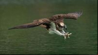 Ospreys to be reintroduced to Ireland this summer