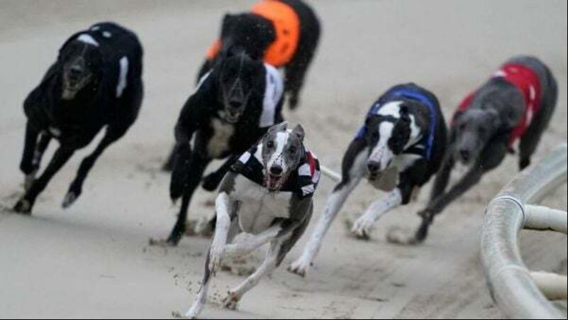 Greyhound Racing Ireland asked Minister for €27,000 pay hike for new boss Greyhound Racing Ireland asked Minister for €27,000 pay hike for new boss