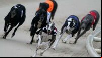 Greyhound Racing Ireland asked Minister for €27,000 pay hike for new boss