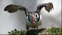 Puffin population may appear to be thriving, but more research needed, experts warn