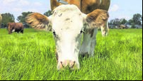 Grazing cow, eating blades of grass, red and white Fleckvieh, in a green pasture, close up of a head down snout and pink nose