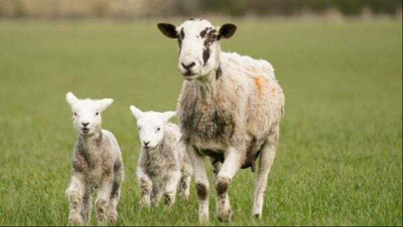 Restoring nature ‘crucial’, says McGuinness amid concerns from farmers over EU law Restoring nature ‘crucial’, says McGuinness amid concerns from farmers over EU law