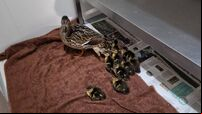 Mother and her 10 ducklings waddle into Cork garda station