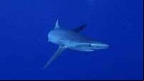Warning to Irish tourists as sharks spotted near popular beaches in Spain and Portugal
