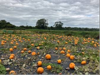 More than 1100 pumpkins have been planted at the Field of Dreams. More than 1100 pumpkins have been planted at the Field of Dreams.