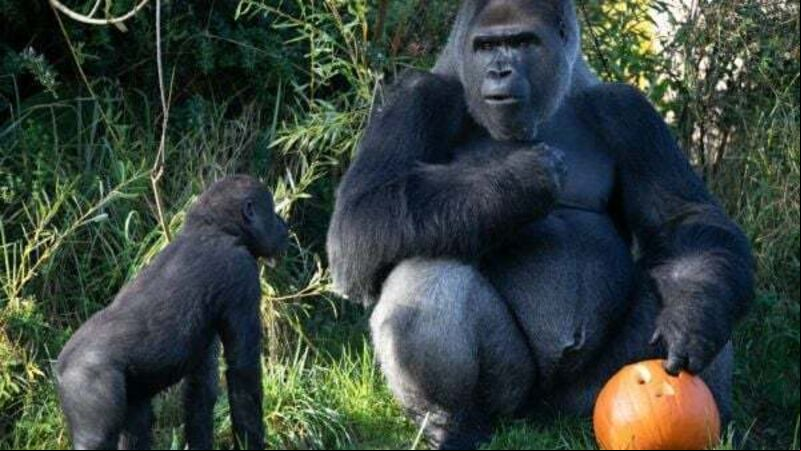 Dublin Zoo announces free entry for children in costumes for bank holiday weekend Dublin Zoo announces free entry for children in costumes for bank holiday weekend