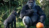 Dublin Zoo announces free entry for children in costumes for bank holiday weekend
