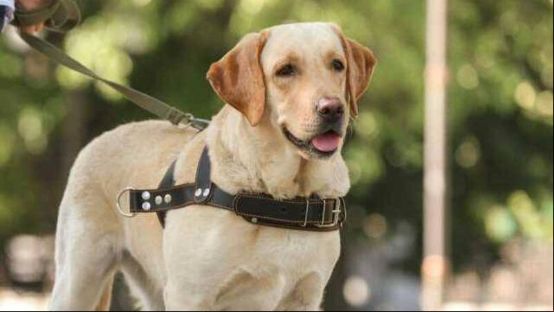 Cork charity warns about the impact fireworks have on guide dogs Cork charity warns about the impact fireworks have on guide dogs