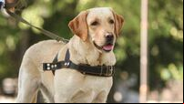Cork charity warns about the impact fireworks have on guide dogs