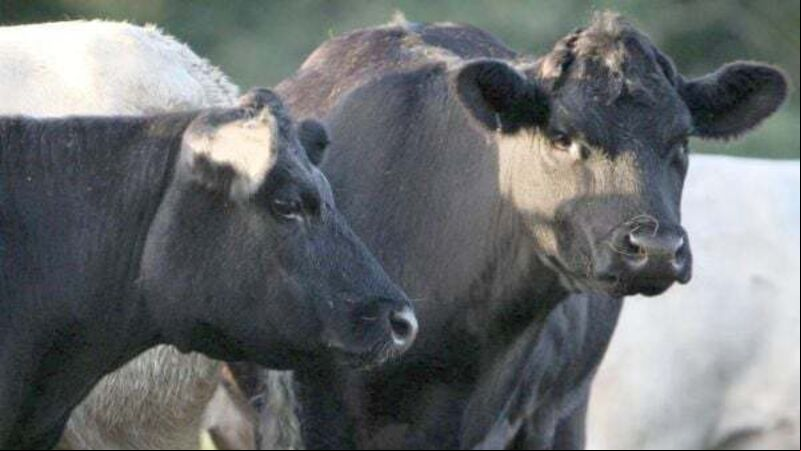 Irish beef exports to China suspended after case of BSE Irish beef exports to China suspended after case of BSE