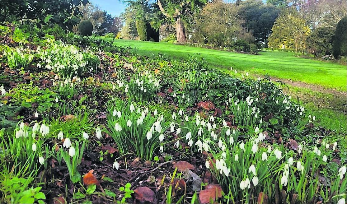 Snowdrops abound at Altamont Gardens, Co Carlow, a great garden to visit Snowdrops abound at Altamont Gardens, Co Carlow, a great garden to visit