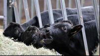 Beef exports should feature in Ireland-China talks, says think tank