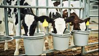 They love their milk