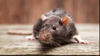 Pet rat