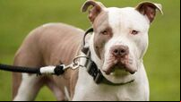 XL Bully dogs to be banned in Ireland under new legislation