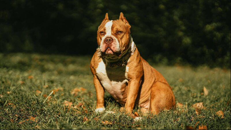 Cork councillor says XL Bully dog ban requires enforcement Cork councillor says XL Bully dog ban requires enforcement